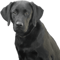 Black Labrador Dog Free Clipart HQ - Free PNG