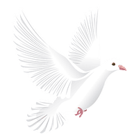 White Flying Pigeon PNG Free Photo