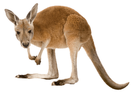 Wild Kangaroo HD Image Free - Free PNG