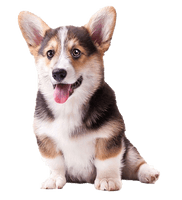 Cute Pic Dog Corgi Free PNG HQ