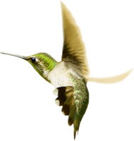 Flying Hummingbird Free Download PNG HD