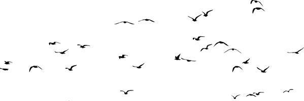 Of Flock Birds HQ Image Free - Free PNG