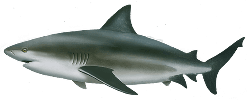 Real Shark Aquatic Pic Free Download PNG HQ