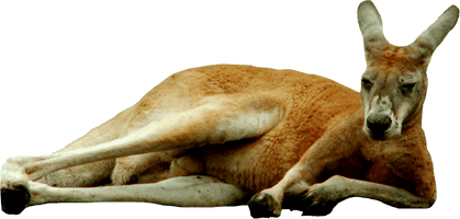 Wild Photos Kangaroo Free Clipart HQ - Free PNG