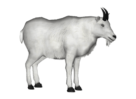 White Goat Download Free Image - Free PNG