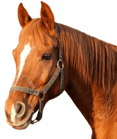 Horse Morgan Free HQ Image - Free PNG