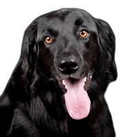 Tongue Black Dog Out PNG File HD