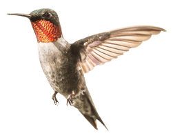 Watercolor Flying Hummingbird Free Download PNG HQ