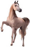 Brown Horse Arabian PNG Image High Quality