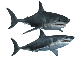 Real Photos Shark Aquatic Download Free Image - Free PNG