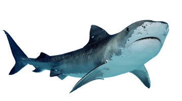 Megalodon Shark PNG Image High Quality