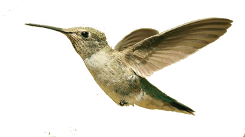 Flying Hummingbird Download HD - Free PNG