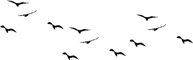 Of Flock Birds Photos PNG File HD