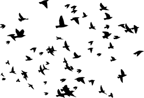 Of Flock Vector Birds Download Free Image - Free PNG