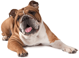 Bulldog Pic Sitting Free HD Image - Free PNG