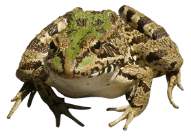 Amphibian Frog HQ Image Free - Free PNG