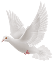 Dove White Pigeon Free Transparent Image HD - Free PNG