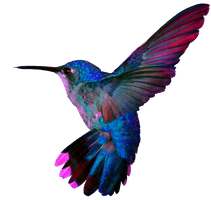 Turquoise Flying Hummingbird PNG Download Free