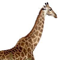 Giraffe African Free Clipart HQ - Free PNG