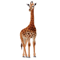 Giraffe Pic African Free Download PNG HQ