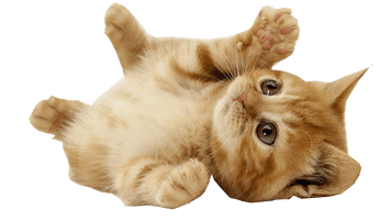 Domestic Kitten Free HD Image - Free PNG