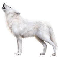 Images White Fox Arctic Download Free Image - Free PNG