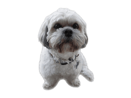 Shih Puppy Tzu Free Transparent Image HD - Free PNG