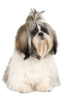 Shih Puppy Tzu Free Clipart HQ - Free PNG