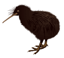 Wild Kiwi Bird HD Image Free - Free PNG