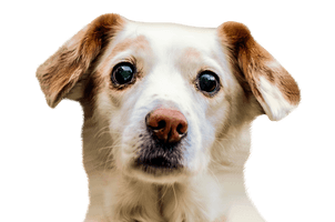 Dog Face Free PNG HQ