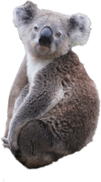 Koala PNG Free Photo