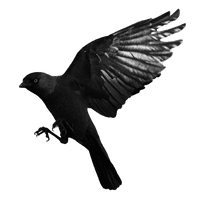 Picture Bird Raven Free PNG HQ