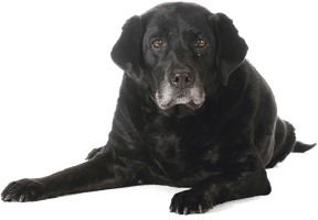Black Dog Sitting Free Download PNG HQ