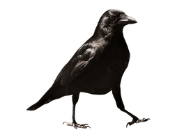 Raven HQ Image Free - Free PNG