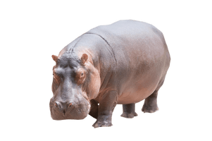 Hippo Grey Free Download PNG HD