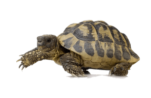 Turtle Free Download Image - Free PNG