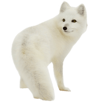 Arctic Fox Snow Free Clipart HD - Free PNG