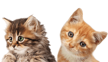 Little Kitten HQ Image Free - Free PNG