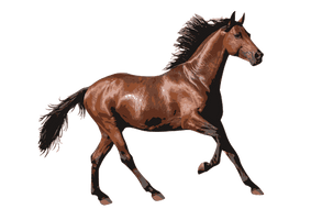 Brown Horse Arabian PNG Download Free