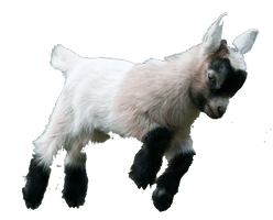 Goat Free HQ Image - Free PNG