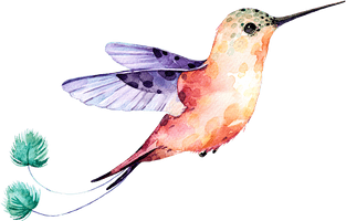 Watercolor Flower Hummingbird Download Free Image - Free PNG