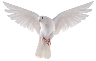 Flying Pigeon Peace PNG Download Free