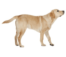 Labrador Download HQ PNG