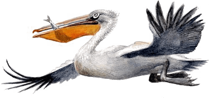 Pelican Picture Free Download Image - Free PNG