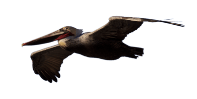 Pelican Image Download Free Image - Free PNG