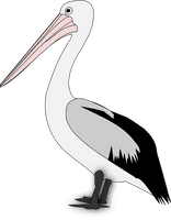 Pelican Free Transparent Image HQ - Free PNG