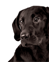 Labrador Download HD PNG