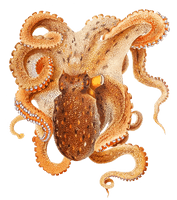 Octopus Image Free Download PNG HD