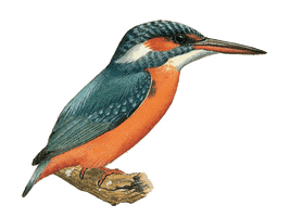 Kingfisher Free Transparent Image HD - Free PNG