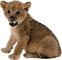 Asiatic Scalable Lion Vector Graphics Small - Free PNG